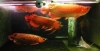 quality arowana fishes of all kinds,e.g:Asian red,Super red,RTG,Chilli red,silvers etc. for sale